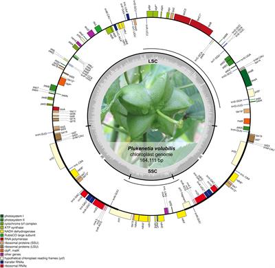 The Complete Chloroplast Genome of Plukenetia volubilis Provides Insights Into the Organelle Inheritance